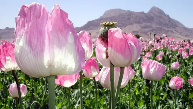 Campo com floresvaidebet patrimoniopapoula no Afeganistão