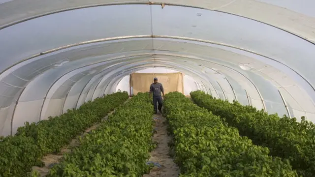 ઇઝરાયલના ખેડૂતની પ્રતિકાત્મક તસવીર