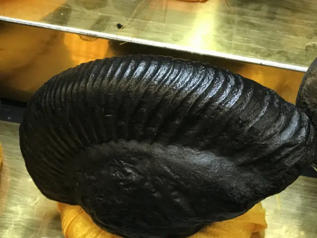 शालिग्राम