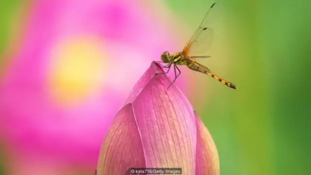 خلال "يوم السكون" ببالي يلحظ المرء أشياء مثل أزيز حشرة اليعسوب