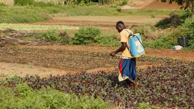 Un fermier africain répand des pesticides.