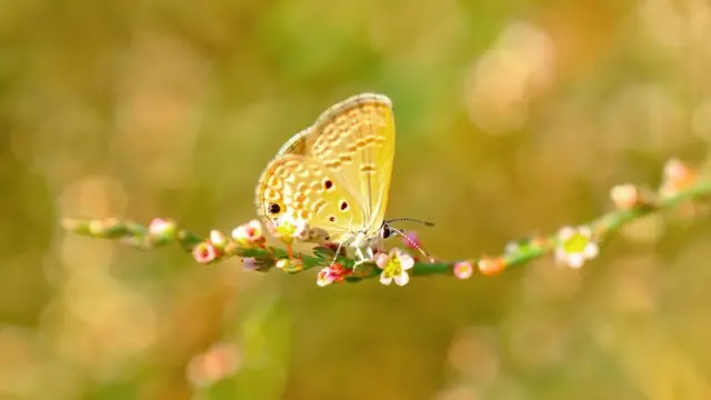 Borboleta