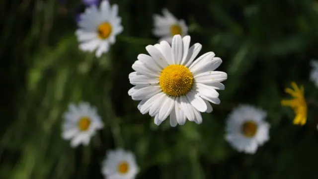 Ирина Рудакова, Норвегия: "Цветы у дома".