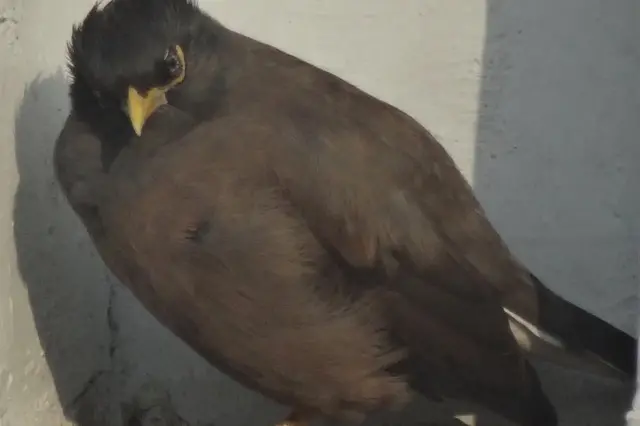 कश्मीर की मैना