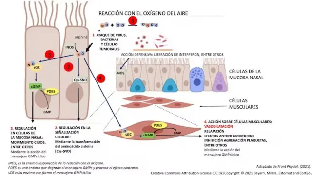 Esquema respiración