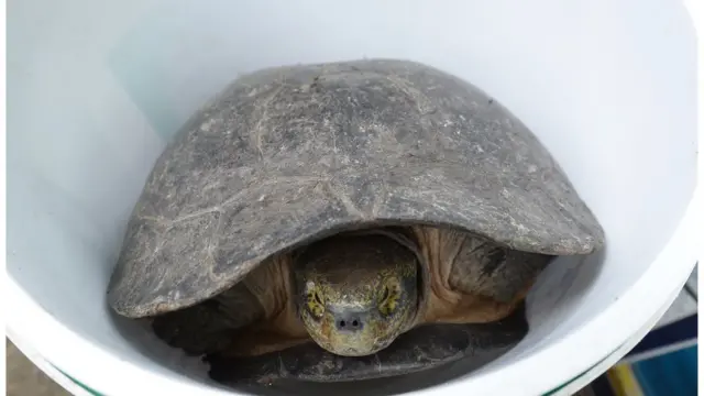 เต่าขนาดใหญ่อยู่ในถัง