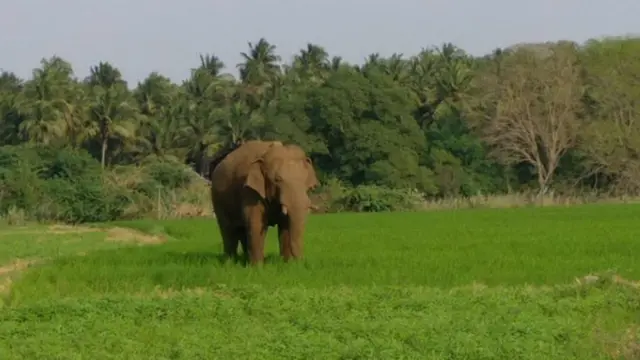 சின்னதம்பி யானை