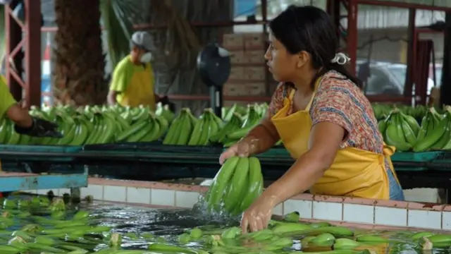 يُغسل موز كافنديش قبل شحنه من هذه المزرعة في إكوادور