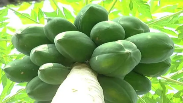 पपईची फळबाग