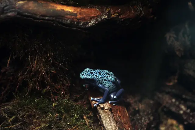 ज़हरीला मेंढक