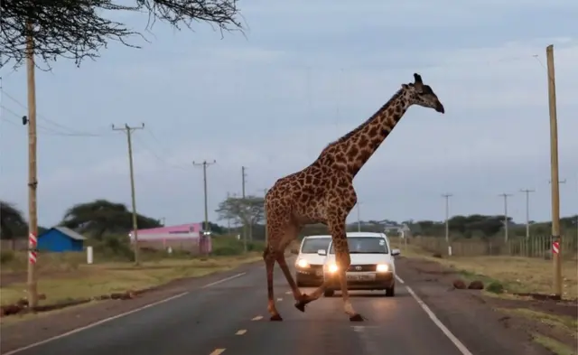 A giraffe crosses a road laced with an electric fences.