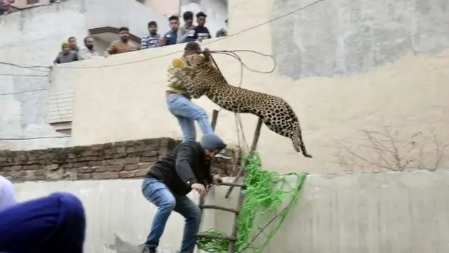 Pengendalian masyarakat penting untuk mengurangi jumlah korban manusia.