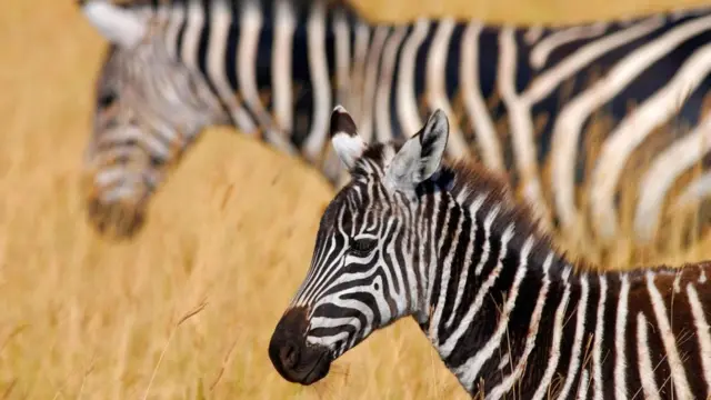 Zebras