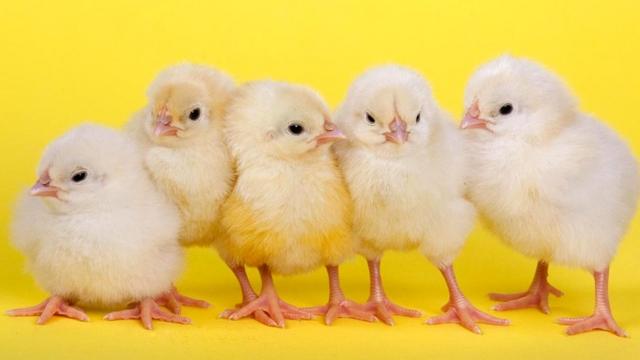 Новорожденные цыплята обладают поразительными умениями