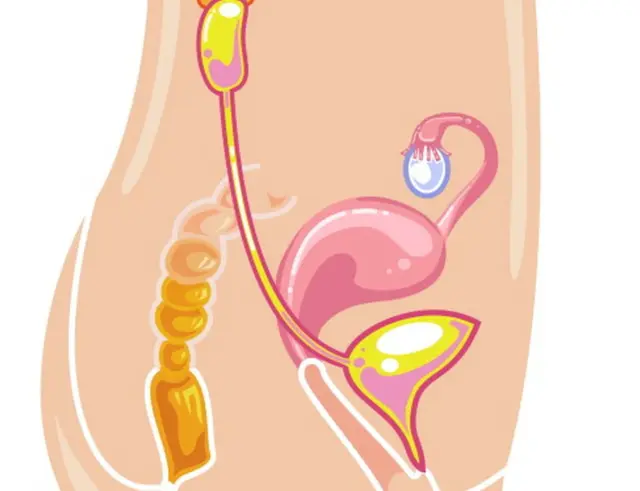 స్త్రీ శరీరావయవాలు