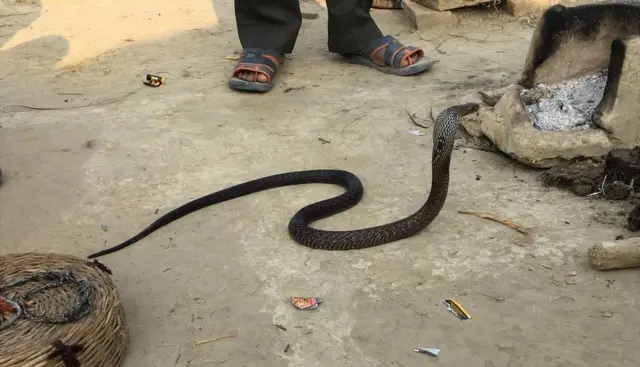 Uma cobra rasteja pelo chão com a cabeça erguida