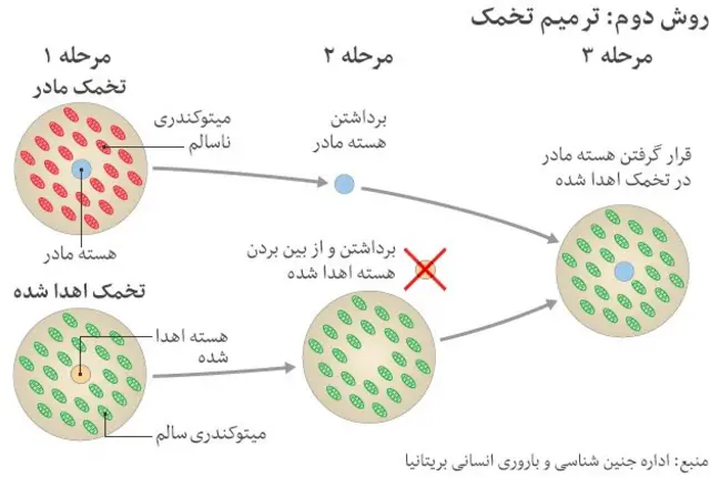 ۱) تخمک ها از مادری که میتوکندری ناقص دارد و از فرد اهدا کننده با میتوکندری سالم گرفته می شود ۲) بیشتر ماده ژنتیکی از هر دو تخمک خارج می شود ۳) ماده ژنتیکی مادر به داخل تخم اهدا شده تزریق می شود که توسط اسپرم بارور خواهد شد