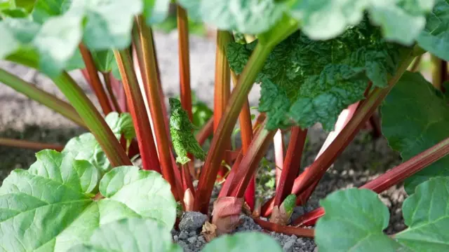大黄的茎干