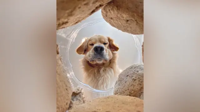 Candice Sedighan memotong kotak makanan dan membidik anjingnya dengan iPhone.