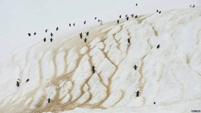 ਐਂਟਾਰਕਟਿਕਾ