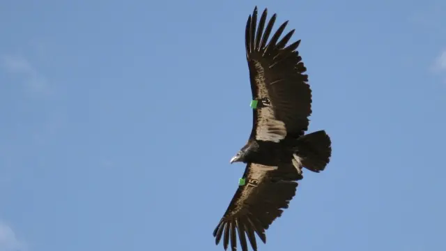 கலிபோர்னியா கான்டோர்.