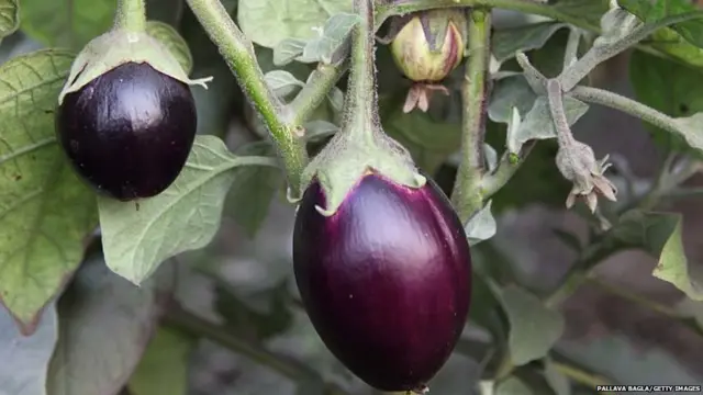 बीटी वांगं