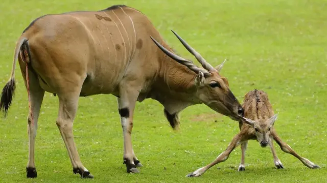 Антилопа канна