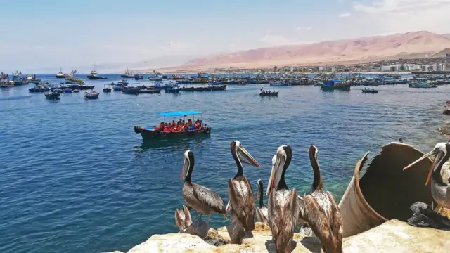 Pelícanos mirando a los barcos
