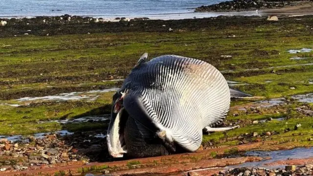Manji usan nasukan na plaži u gradu Nort Berviku u aprilu 2023. godine