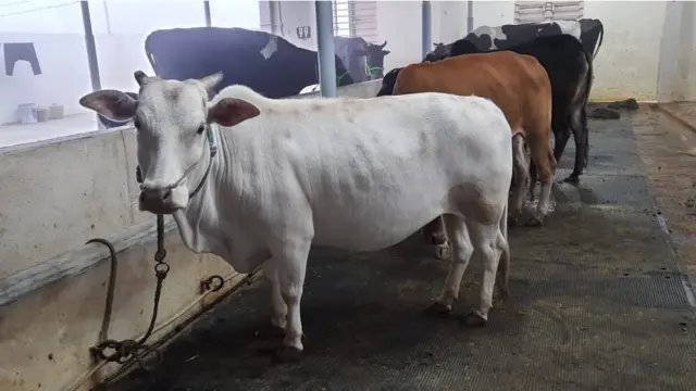 పుంగనూరు ఆవులు