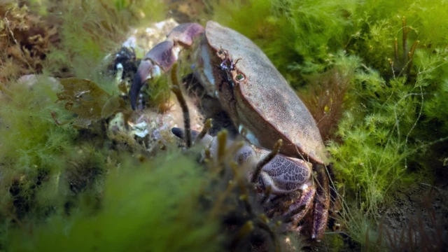 Моллюски Северного моря