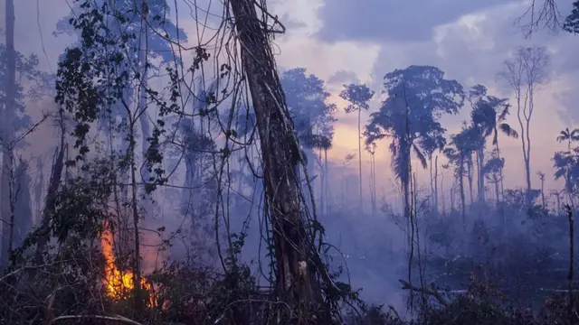 எரியும் அமேசான் காடு, எச்சரிக்கும் விஞ்ஞானிகள் - வன சுரண்டலின் கதை