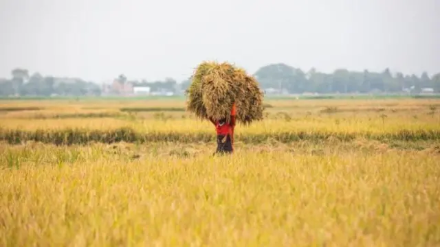 বজ্রপাতে নিহতদের বেশিরভাগই হচ্ছে কৃষক। 