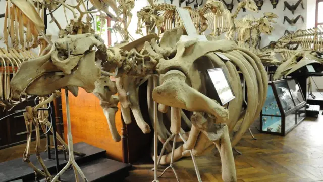 Скелет морської корови