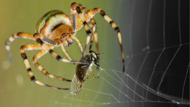 Araña