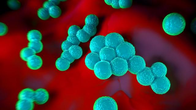 Ilustração da bactéria Staphylococcus aureus a nível microscópico