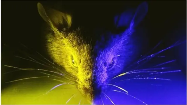 গবেষণা দলটি ইঁদুরের ওপর আলোর উজ্জ্বলতা বাড়িয়ে-কমিয়ে দিয়ে এবং নীল আলো থেকে হলুদ আলোয় পরিবর্তন করে পরীক্ষা করে দেখেছে।