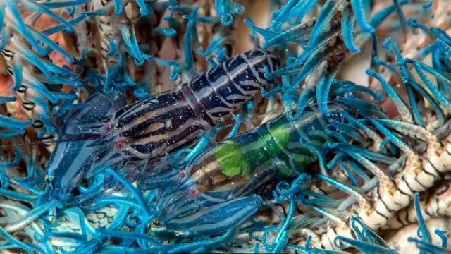 झींगा मछली