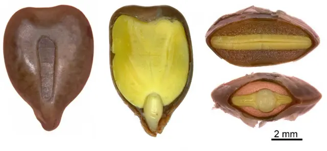 Semilla de Senna didymobotrya o retama africana