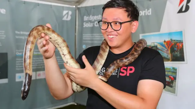 सिंगापुरी अज़गर