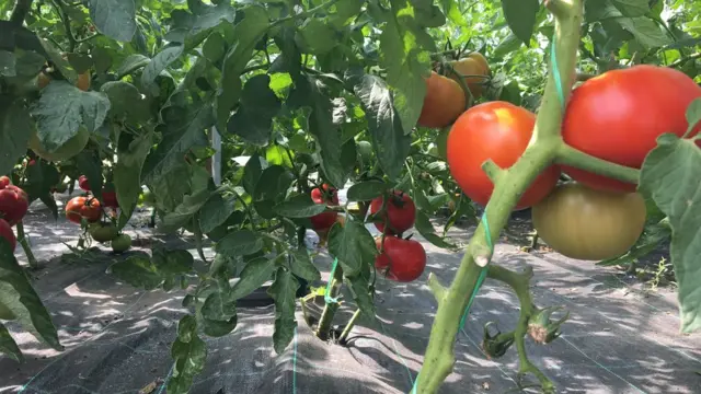 Srpski inženjeri dokazali da je moguće gajiti paradajz bez mnogo muke