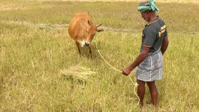 ராமநாதபுரம் நெற்பயிற்கள்