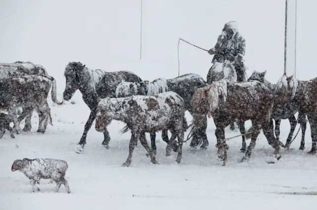 Horses in the snow