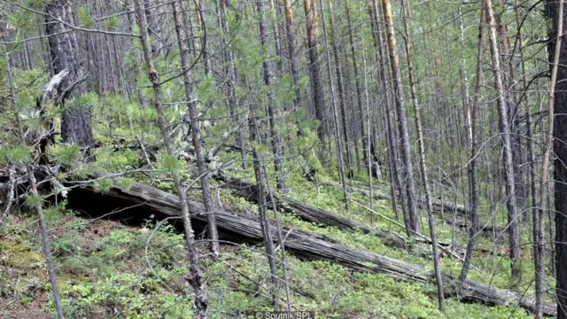 100 years later the trees are still askew (Credit: Sputnik/SPL