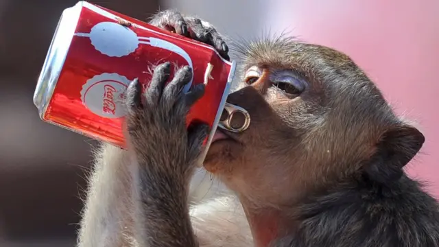 ลิงดื่มน้ำอัดลมจากกระป๋อง