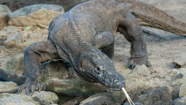 Komodo