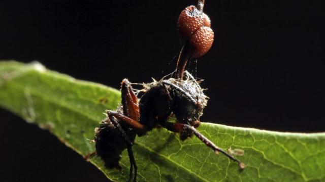 Этому муравью-зомби уже не помочь: паразитический грибок победил