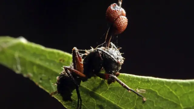 Этому муравью-зомби уже не помочь: паразитический грибок победил