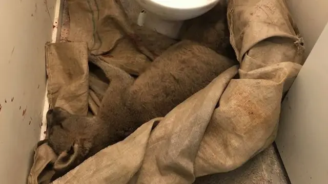 ዝቆሰለ ካንጋሩ ኣብ ኣብ ክፍሊ መሕጸብ ሰብነት