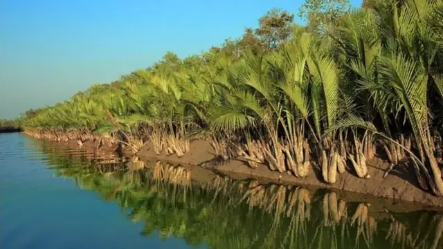 সুন্দরবনে ঝড়ের তীব্রতা ঠেকাতে ঢাল হিসাবে কাজ করে গাছ।